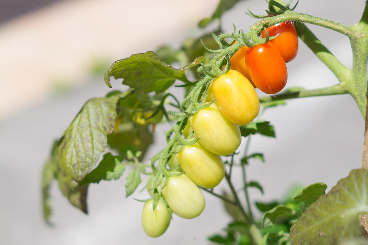Recent Findings on the Benefits of Plant-Based Diets